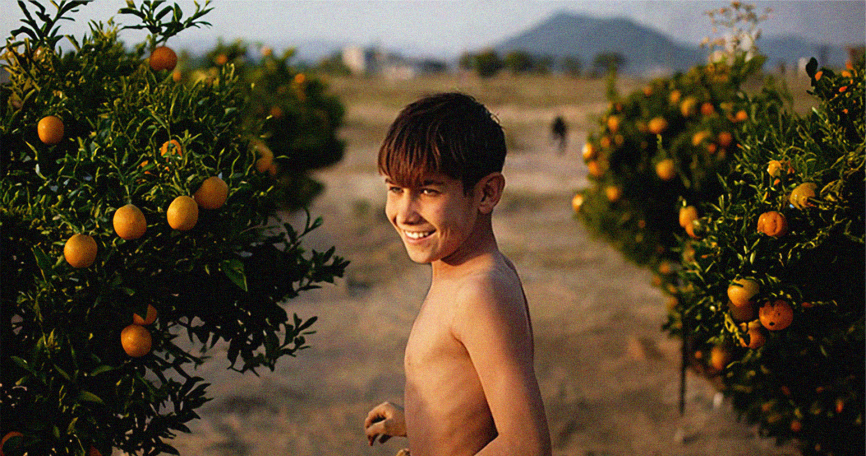 THE ORANGE GROVE