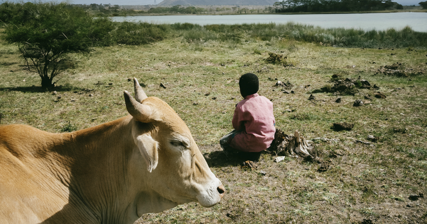 Last Cow